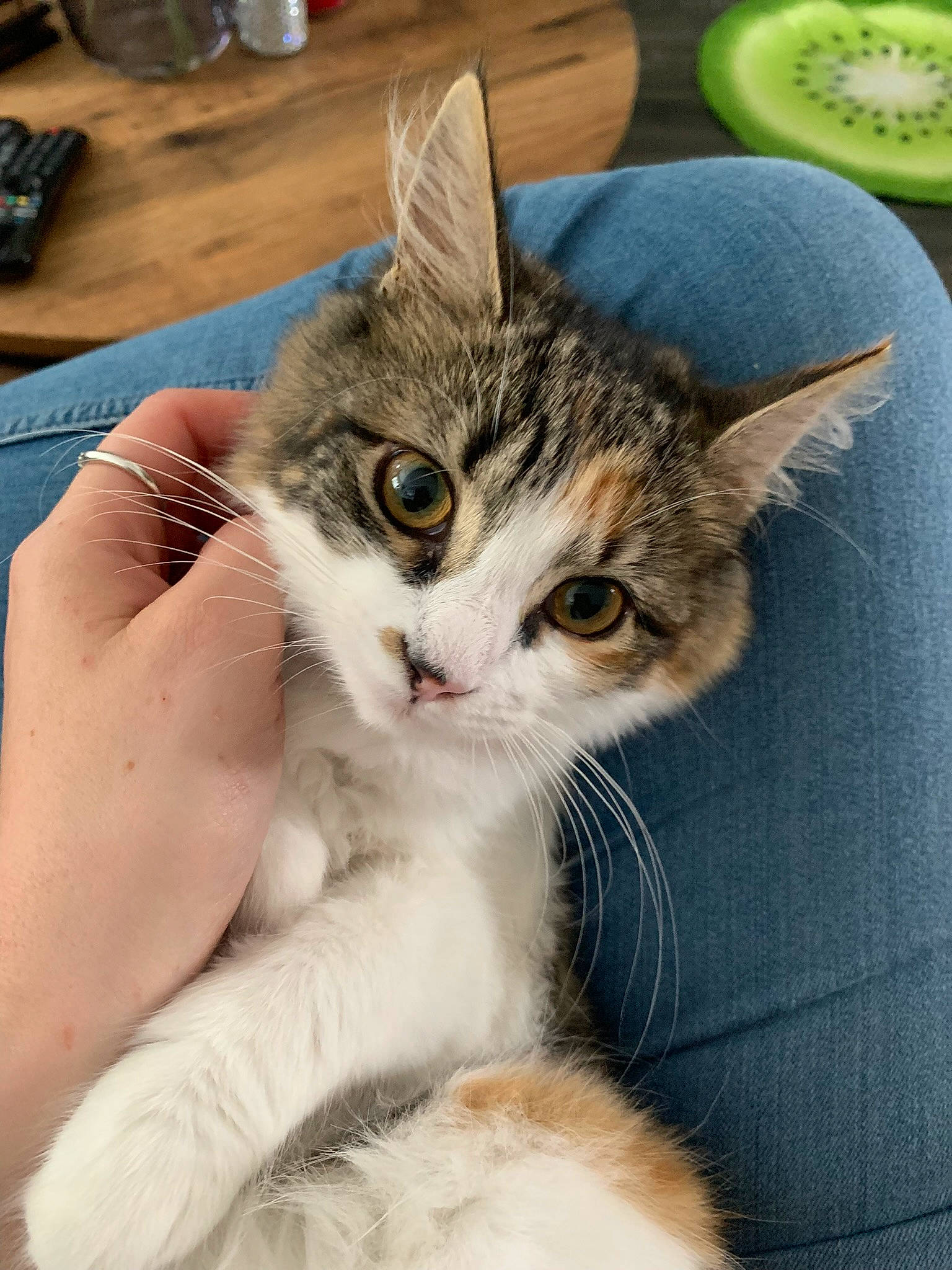 Kiwi is registered to the contest to win money with this photo: carnivore, cat, circle, claw, comfort, domestic_short_haired_cat, felidae, foot, fur, gesture, nail, paw, plate, platter, serveware, small_to_medium_sized_cats, tableware, tail, whiskers