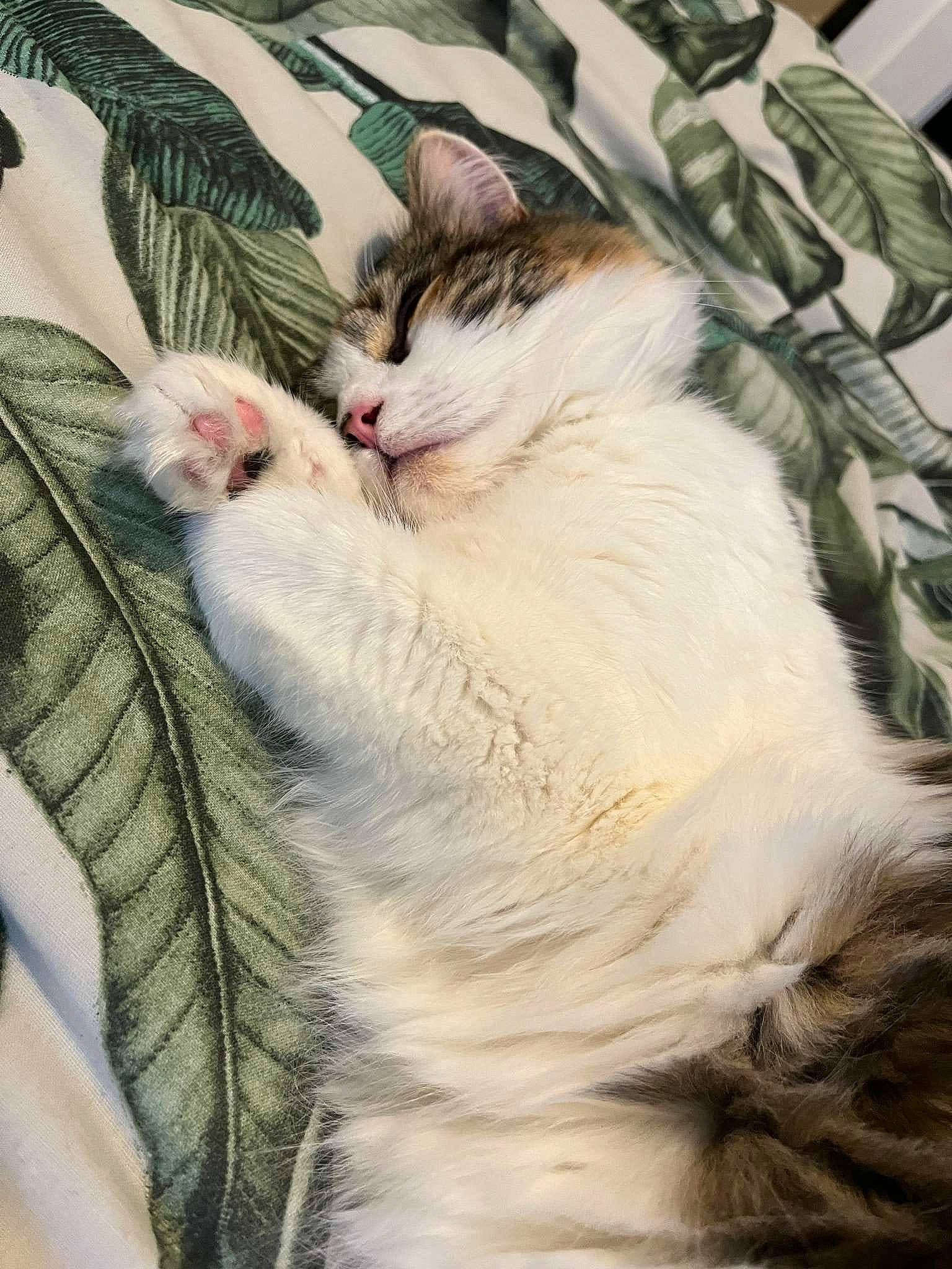 Kiwi joined the competition — help win amazing prizes! carnivore, cat, claw, domestic_short_haired_cat, eye, fawn, felidae, fur, grass, paw, plant, small_to_medium_sized_cats, snout, tail, terrestrial_animal, tree, whiskers, window