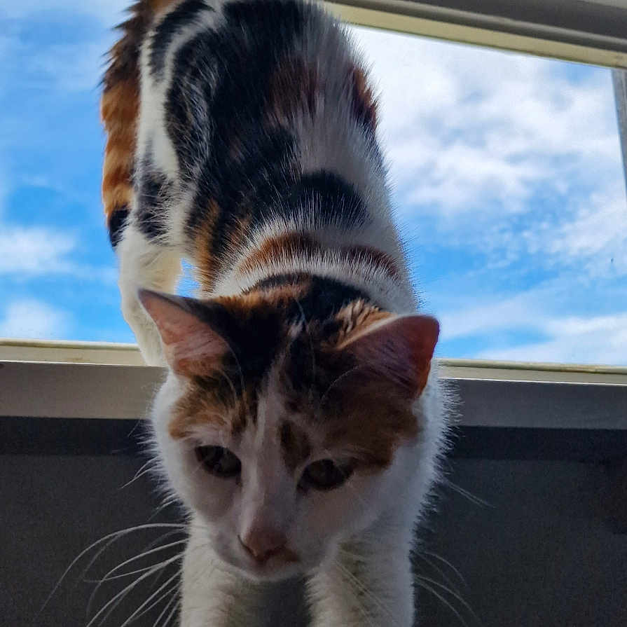 Jessy participe au concours pour gagner de l'argent avec cette photo : abyssinian, animal, architecture, building, cat, curtain, hardwood, homedecor, kitten, manx, pet, siamese, skylight, window, windowshade, wood