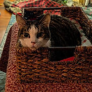 Cosmo is registered to the contest to win money with this photo: cat, tabby, pet, basket, woven_basket, christmas_tree, holiday, cozy, blanket, plaid, bokeh, indoor, feline, whiskers, eyes, portrait, rug, home, festive, soft_lighting