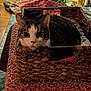 cat, tabby, pet, basket, woven_basket, christmas_tree, holiday, cozy, blanket, plaid, bokeh, indoor, feline, whiskers, eyes, portrait, rug, home, festive, soft_lighting