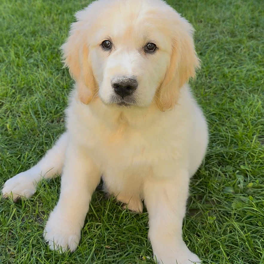 Hay