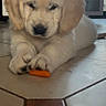 Hay a rejoint le concours — aidez-le/la à gagner de superbes lots ! puppy, golden_retriever, dog, carrot, floor, tile, indoor, pet, cute, animal, young, lying_down, white, furry, small, domestic, window, household, floor_tile, front_paws