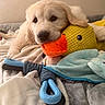 Hay a rejoint le concours — aidez-le/la à gagner de superbes lots ! puppy, dog, golden_retriever, toy, plush, blanket, bed, cute, soft, indoor, resting, animal, pet, sleepy, comfort, cozy, yellow, orange, blue, white