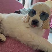Hay participe au concours pour gagner de l'argent avec cette photo : dog, puppy, sunglasses, pink_couch, indoor, relaxed, pet, canine, fur, cute, house, living_room, window, sunlight, laying, animal, domestic_animal, companion, accessory, cool