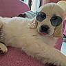 dog, puppy, sunglasses, pink_couch, indoor, relaxed, pet, canine, fur, cute, house, living_room, window, sunlight, laying, animal, domestic_animal, companion, accessory, cool