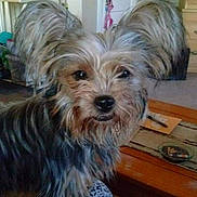 Dixie is registered to the contest to win money with this photo: dog, pet, living_room, furniture, wooden_table, carpet, ears, fur, cute, animal, indoor, household, curious, canine, small_dog, domestic, mammal, portrait, companion, scruffy