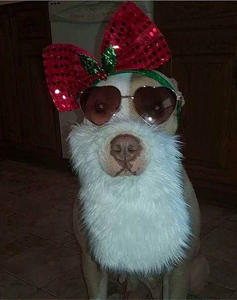 Chloe is registered to the contest to win money with this photo: canidae, carnivore, companion_dog, costume, costume_accessory, dog, dog_breed, eyewear, fashion_accessory, fur, glasses, hat, headgear, nose, personal_protective_equipment, rat_terrier, snout, sunglasses, vision_care, whiskers