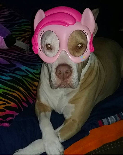 Chloe joined the competition — help win amazing prizes! american_bulldog, american_pit_bull_terrier, canidae, carnivore, companion_dog, cool, dog, dog_breed, eyewear, fawn, french_bulldog, glasses, non_sporting_group, nose, pink, pit_bull, puppy, snout, sunglasses, vision_care