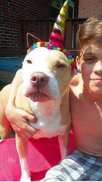 Chloe joined the competition — help win amazing prizes! american_bulldog, american_pit_bull_terrier, american_staffordshire_terrier, australian_bulldog, bulldog, canidae, carnivore, companion_dog, dog, dog_breed, ear, fawn, mammal, non_sporting_group, pit_bull, puppy_love, snout, vertebrate