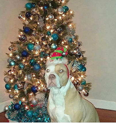 Chloe is registered to the contest to win money with this photo: american_pit_bull_terrier, american_staffordshire_terrier, boston_terrier, bulldog, canidae, carnivore, christmas, christmas_decoration, christmas_ornament, christmas_tree, dog, dog_breed, fawn, holiday_ornament, interior_design, non_sporting_group, pit_bull, sporting_group, tree, turquoise