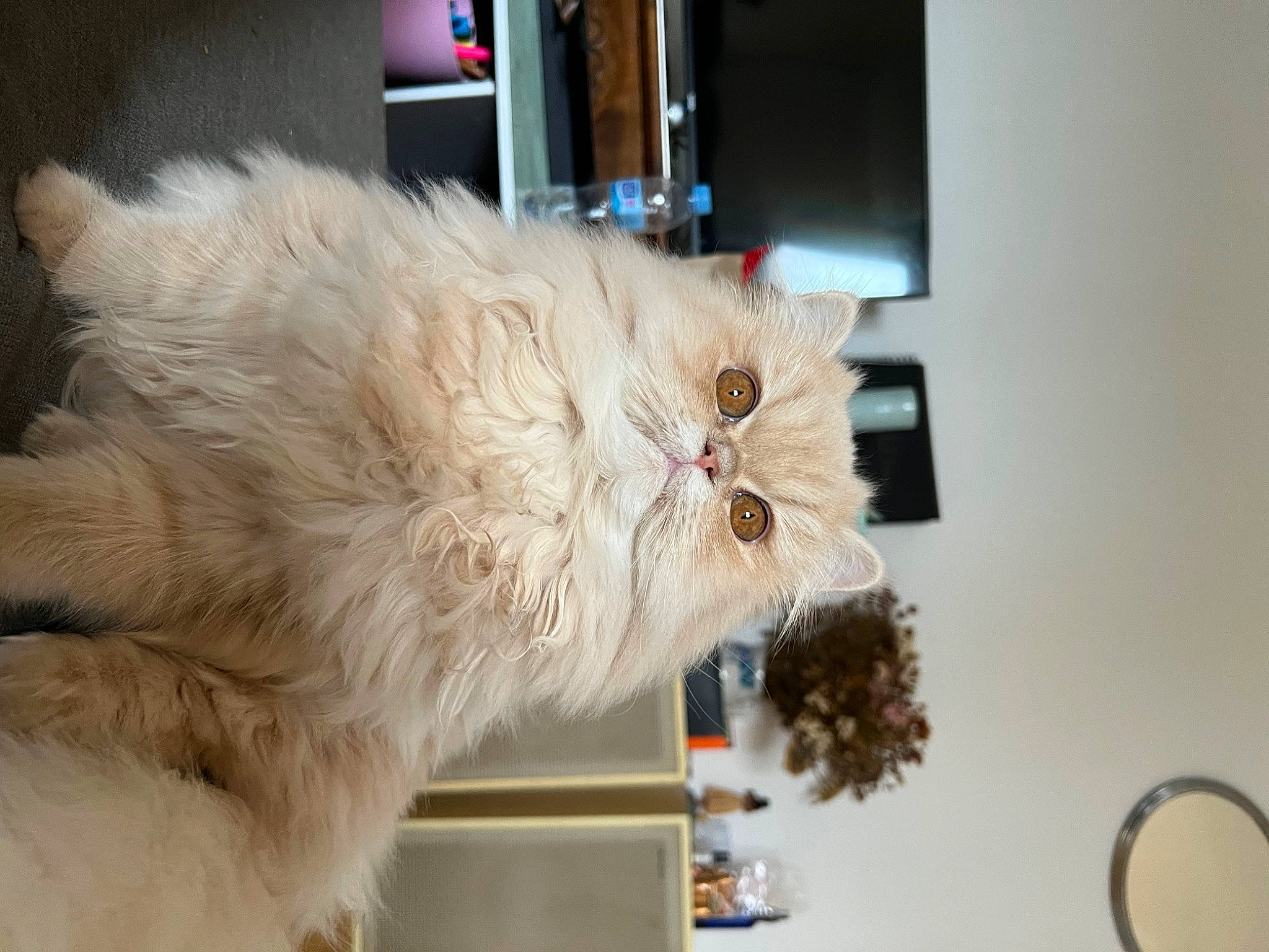 Brioche a rejoint le concours — aidez-le/la à gagner de superbes lots ! british_longhair, cabinetry, carnivore, cat, claw, fawn, felidae, fur, paw, persian, room, small_to_medium_sized_cats, tail, whiskers, wood