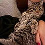 Ted joined the competition — help win amazing prizes! cat, tabby_cat, pet, feline, animal, indoor, couch, upholstery, human_arm, hand, nail_polish, red_nails, fur, whiskers, relaxed, close_up, domestic_animal, striped_fur, resting, comfort