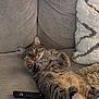 Ted is registered to the contest to win money with this photo: cat, tabby, couch, remote_control, indoor, feline, pet, fur, cozy, relaxing, wide_eyes, upside_down, living_room, blanket, soft, curious, paw, whiskers, home, animal