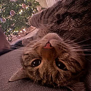 Ted joined the competition — help win amazing prizes! cat, tabby, upside_down, couch, close_up, whiskers, christmas_tree, ornaments, lights, indoor, festive, cozy, fur, pet, relaxed, holiday, decorations, warm_lighting, domestic, cute