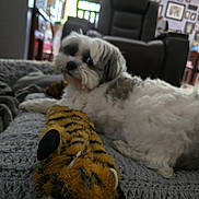 Zeke is registered to the contest to win money with this photo: animal, blanket, carpet, cozy, cute, dog, furniture, gray, home, indoor, knitted, living_room, pet, plush_toy, recliner, relaxing, soft_toy, wall_art, white, window