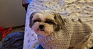 Zeke is registered to the contest to win money with this photo: bed, blanket, butterfly_pattern, cast, clothing, curtains, dog, dog_sweater, furniture, indoor, knitted, paw, pet, plush, resting, sleepy, small_dog, window, wooden_frame, yellow_light