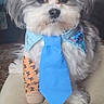 dog, tie, bandage, paw, pet, cute, fluffy, indoor, sitting, animal, domestic_animal, fur, small_dog, accessory, blue_tie, injury, home, carpet, sofa, portrait