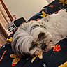 Zeke is registered to the contest to win money with this photo: animal, bedroom, blanket, candy_cane, closeup, comfort, cozy, cute, dog, fur, gingerbread_man, holiday, indoor, nap, pet, relaxation, resting, sleeping, soft, warm