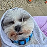 Zeke joined the competition — help win amazing prizes! animal, blue_collar, calm, closed_eyes, closeup, collar, concrete, cute, dog, fluffy, grass, gravel, orange_cone, outdoor, pet, portrait, resting, sleeping, towel, wrapped