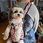 Zeke is registered to the contest to win money with this photo: dog, pet_carrier, person, pink_hair, gray_sweater, indoor, wood_floor, framed_pictures, backpack, casual_clothing, living_room, decor, seated_pet, tie_dye_pants, colorful_bag, furniture, window_light, small_dog, curly_fur, home_interior