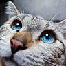 animal, blue_eyes, cat, close_up, closeup, curious, cute, domestic_cat, face, feline, focus, fur, indoor, macro, mammal, pet, pink_nose, portrait, soft_light, whiskers