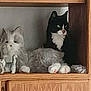cat, feline, black_and_white_cat, gray_cat, fluffy, pets, animal, indoor, wooden_shelf, cubicle, resting, cute, fur, whiskers, pink_nose, paw, relaxed, home, two_cats, companion