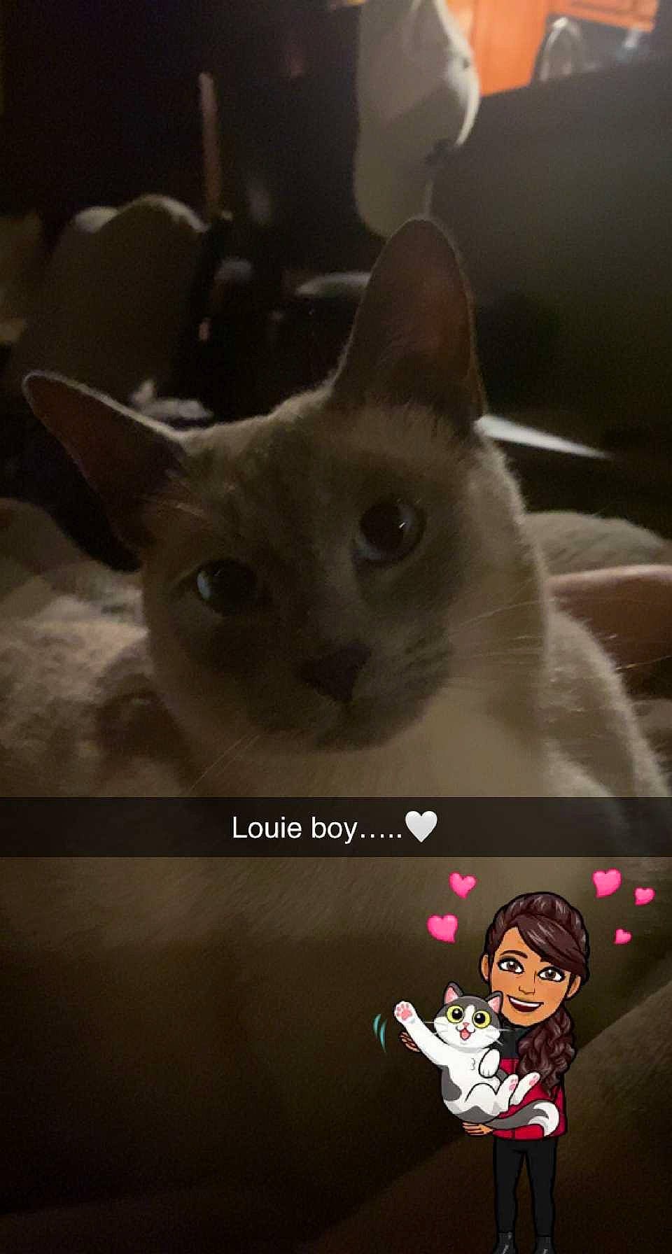 Louie joined the competition — help win amazing prizes! beauty, carnivore, cat, domestic_short_haired_cat, ear, eye, facial_expression, fawn, felidae, fur, happy, head, iris, mammal, photo_caption, small_to_medium_sized_cats, snapshot, snout, vertebrate, whiskers