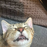 Praline participe au concours pour gagner de l'argent avec cette photo : cat, sleepy, close_up, mouth_open, whiskers, nose, ears, feline, pet, fur, texture, blanket, couch, indoor, cozy, relaxed, animal, cute, face, expression