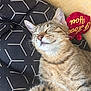 Praline a rejoint le concours — aidez-le/la à gagner de superbes lots ! cat, tabby, sleeping, pet, feline, cushion, patterned, black, yellow_blanket, cozy, indoor, resting, whiskers, ears, fur, relaxed, plush_toy, red, close_up, comfort