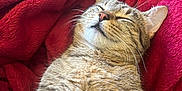 Praline participe au concours pour gagner de l'argent avec cette photo : cat, tabby_cat, sleeping, cozy, blanket, red_blanket, feline, pet, fur, whiskers, relaxed, indoor, cute, animal, resting, soft, mammal, domestic_cat, closeup, comfort