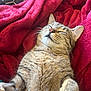 cat, tabby_cat, sleeping, cozy, blanket, red_blanket, feline, pet, fur, whiskers, relaxed, indoor, cute, animal, resting, soft, mammal, domestic_cat, closeup, comfort