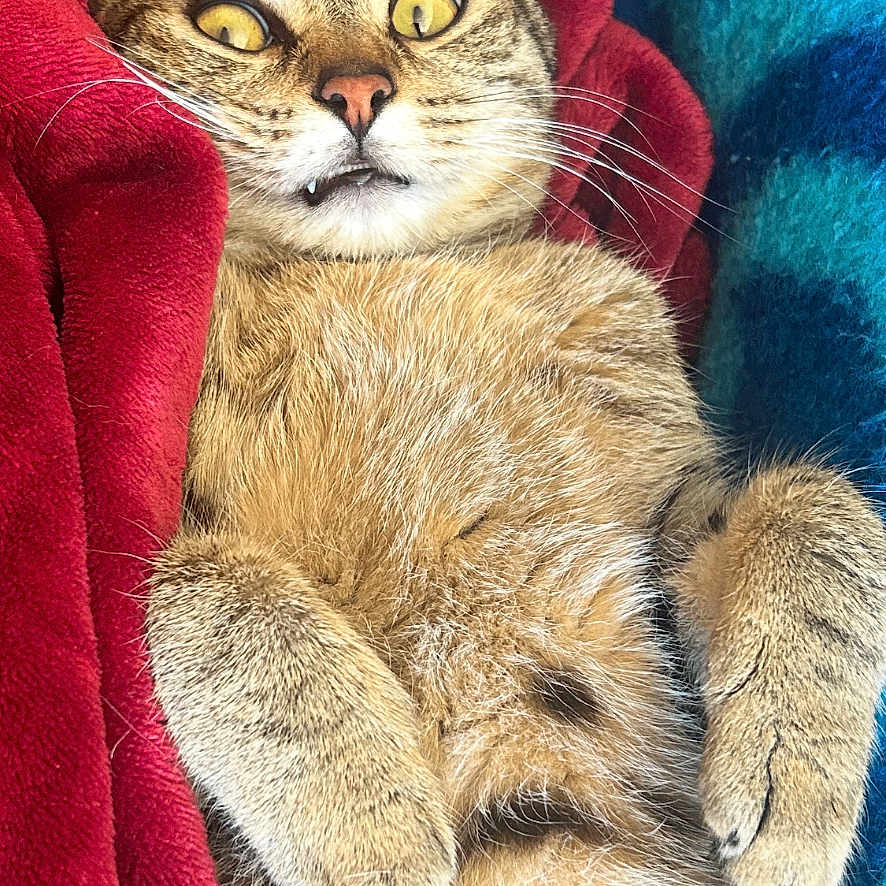 Praline a rejoint le concours — aidez-le/la à gagner de superbes lots ! animal, blanket, blue_blanket, cat, close_up, cozy, cute, feline, fur, indoor, lying_down, mammal, nostrils, paw, pet, red_blanket, relaxed, tabby_cat, whiskers, wide_eyes