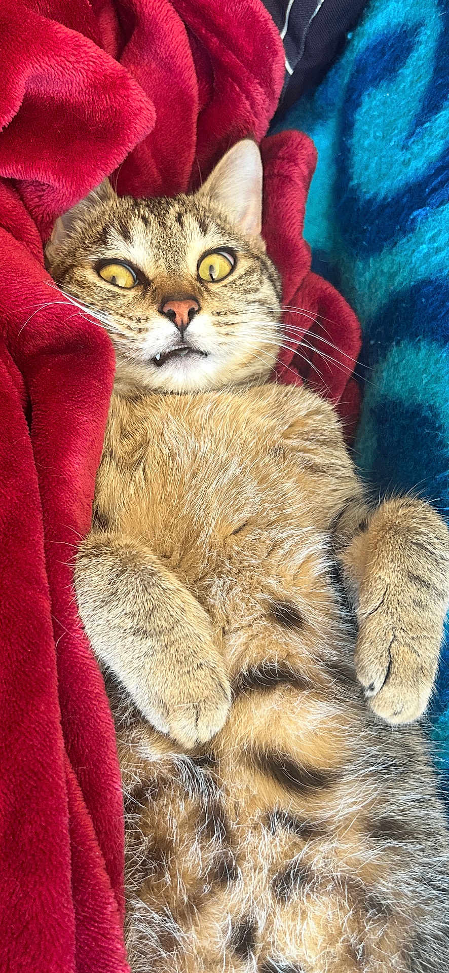 Praline a rejoint le concours — aidez-le/la à gagner de superbes lots ! tabby_cat, cat, pet, feline, fur, whiskers, blanket, red_blanket, blue_blanket, cozy, lying_down, wide_eyes, indoor, close_up, cute, relaxed, animal, mammal, paw, nostrils