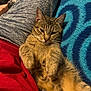 Praline participe au concours pour gagner de l'argent avec cette photo : cat, tabby_cat, pet, animal, fur, whiskers, relaxed, sleepy, lap, person, clothing, red_shirt, blue_blanket, texture, indoor, casual, comfort, closeup, resting, cute