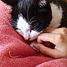 Vadrouille a rejoint le concours — aidez-le/la à gagner de superbes lots ! cat, black_and_white_cat, sleeping_cat, paw, hand, pink_blanket, cozy, resting, indoor, close_up, fur, whiskers, pet, domestic_cat, comfort, nap, relaxation, soft_texture, animal, cute