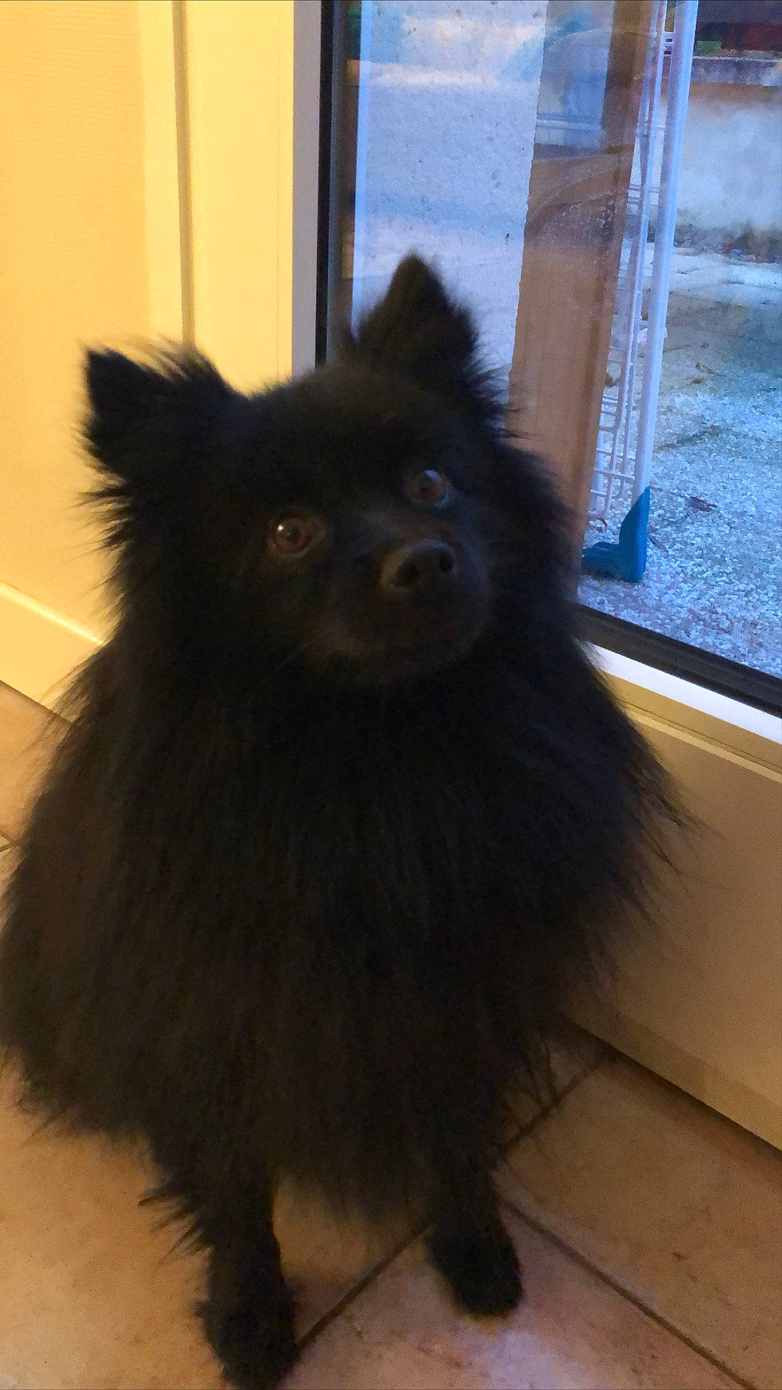 Mirza participe au concours pour gagner de l'argent avec cette photo : ancient_dog_breeds, canidae, carnivore, companion_dog, dog, dog_breed, electric_blue, flooring, fur, herding_dog, liver, non_sporting_group, snout, sporting_group, tail, terrestrial_animal, whiskers, window, working_animal, working_dog