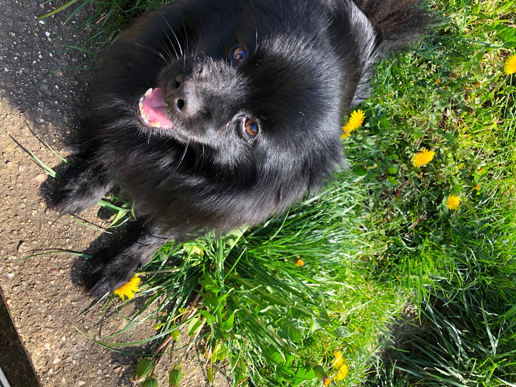 Mirza a rejoint le concours — aidez-le/la à gagner de superbes lots ! borador, canidae, carnivore, claw, companion_dog, dog, dog_breed, felidae, flower, fur, grass, groundcover, paw, plant, snout, sporting_group, tail, terrestrial_animal, whiskers, working_animal