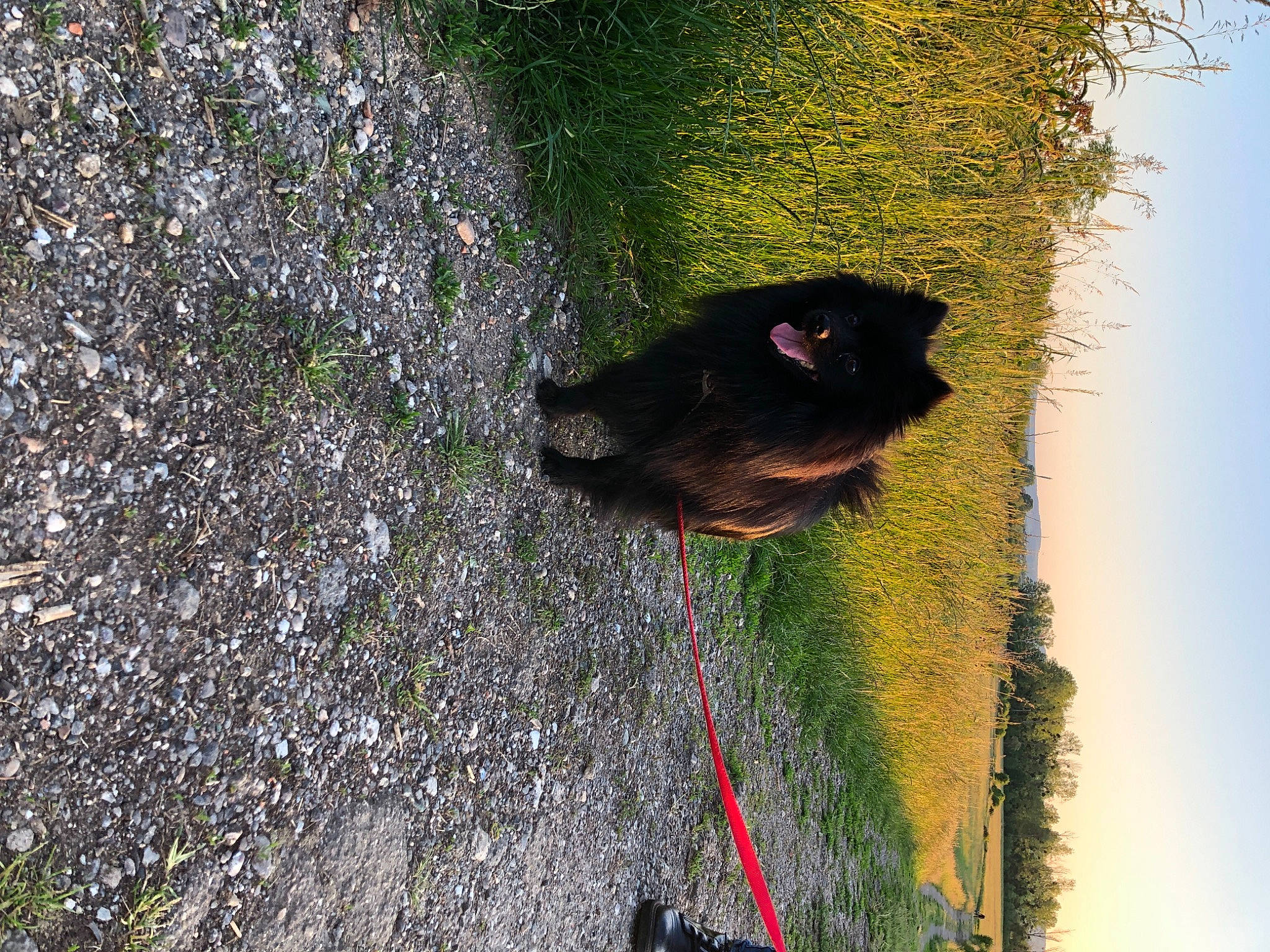 Mirza a rejoint le concours — aidez-le/la à gagner de superbes lots ! asphalt, carnivore, dog_breed, grass, plant, reflection, road_surface, rock, shadow, sky, slope, soil, sporting_group, tail, tar, terrestrial_animal, tree, trunk, water, wildlife