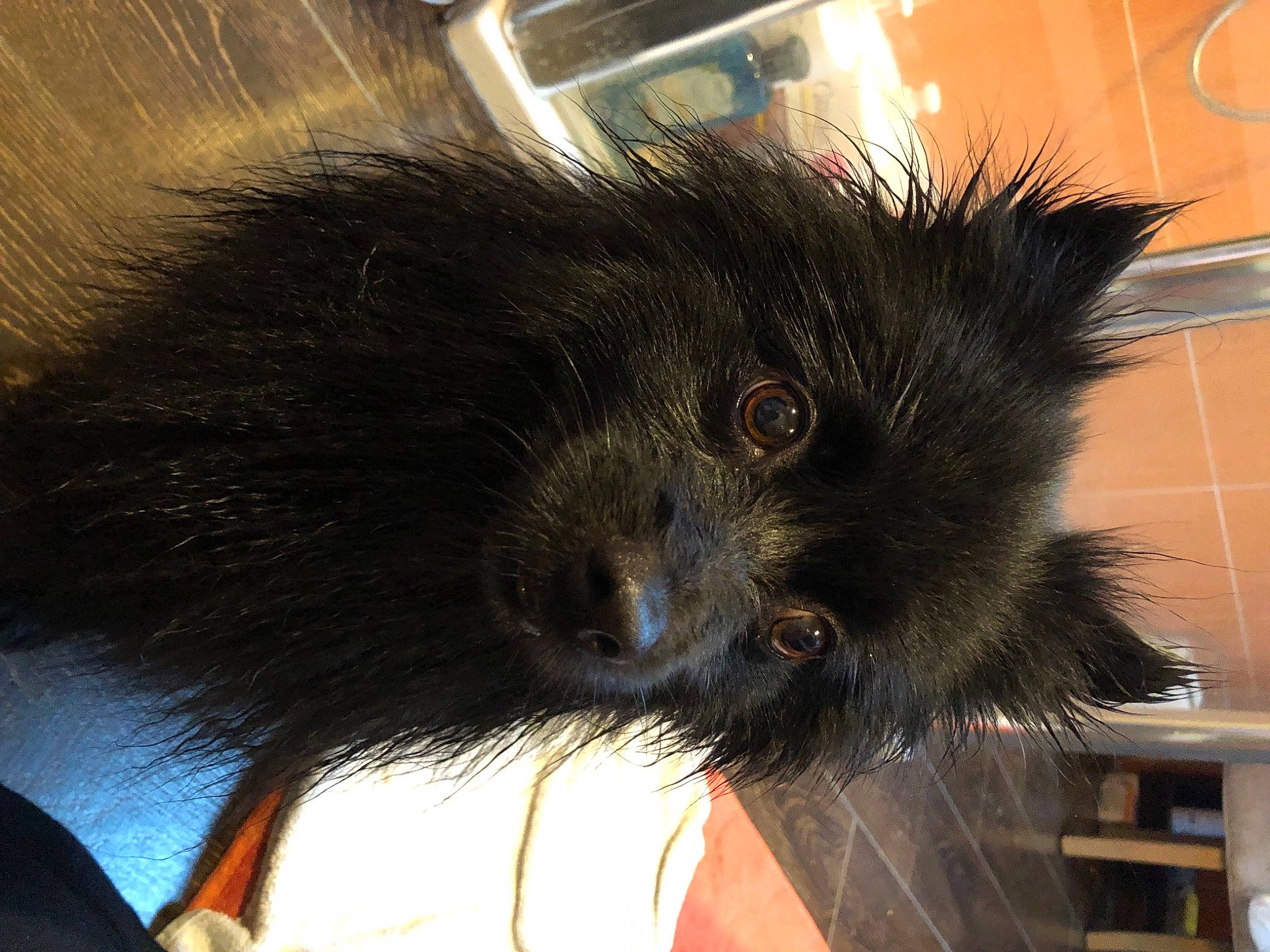 Mirza a rejoint le concours — aidez-le/la à gagner de superbes lots ! canidae, carnivore, chest, claw, companion_dog, dog_breed, foot, fur, gesture, head, human_leg, paw, rodent, small_to_medium_sized_cats, snout, tail, terrestrial_animal, thigh, whiskers, wrist