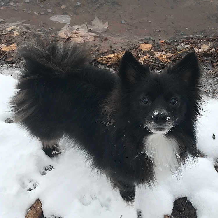 Squiggy joined the competition — help win amazing prizes! animal, black_dog, canine, cold, curious, daylight, dog, fluffy, fur, ground, leaf, looking_up, mud, nature, outdoor, paw_prints, pet, snow, snow_dust, winter