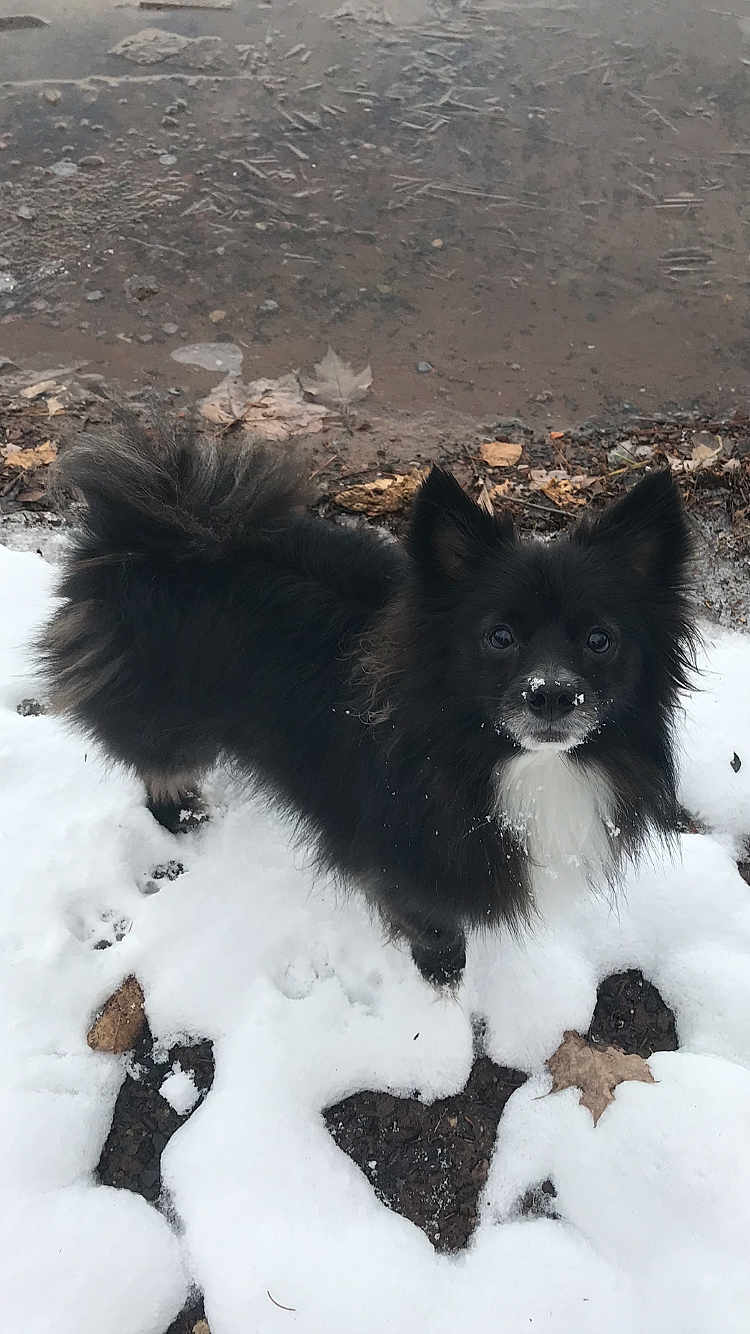 Squiggy joined the competition — help win amazing prizes! dog, black_dog, snow, winter, outdoor, animal, pet, curious, fluffy, fur, nature, mud, leaf, paw_prints, cold, canine, looking_up, snow_dust, ground, daylight