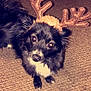 Squiggy joined the competition — help win amazing prizes! dog, black, white, reindeer_antlers, costume, pet, carpet, indoor, animal, cute, fluffy, holiday, festive, looking_up, eyes, fur, small_dog, playful, christmas, antlers
