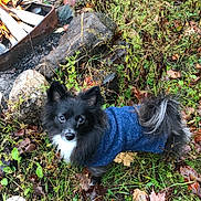 Squiggy is registered to the contest to win money with this photo: dog, black_dog, blue_sweater, autumn_leaves, grass, outdoor, campfire, rocks, fire, nature, pet, fur, curious, small_dog, wet_leaves, twig, fall, animal, canine, leaves