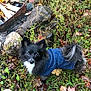 dog, black_dog, blue_sweater, autumn_leaves, grass, outdoor, campfire, rocks, fire, nature, pet, fur, curious, small_dog, wet_leaves, twig, fall, animal, canine, leaves