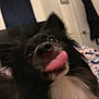 Squiggy joined the competition — help win amazing prizes! dog, tongue_out, black_fur, white_fur, close_up, pet, indoor, fur, animal, cute, playful, nose, ears, tongue, expression, room, door, clothing, blanket, cozy