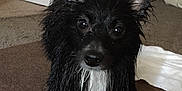 Squiggy is registered to the contest to win money with this photo: dog, wet, black, white, ears, indoor, carpet, pet, animal, fur, looking_up, expression, bath_time, cute, small_dog, house, door, floor, curious, close_up