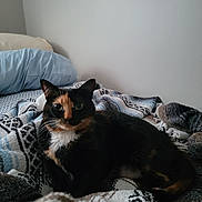 Lia Campbell joined the competition — help win amazing prizes! cat, calico_cat, pet, animal, indoor, bed, blanket, pillow, furniture, resting, cute, fur, whiskers, ears, tail, lying_down, cozy, domestic, relaxed, home