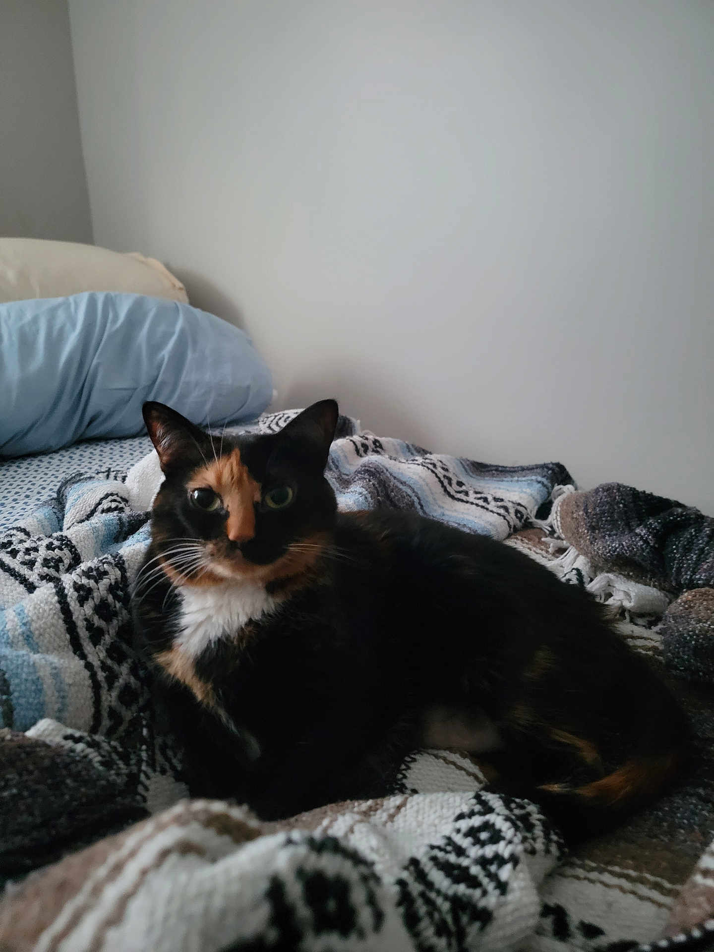 Lia Campbell joined the competition — help win amazing prizes! cat, calico_cat, pet, animal, indoor, bed, blanket, pillow, furniture, resting, cute, fur, whiskers, ears, tail, lying_down, cozy, domestic, relaxed, home