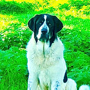 Athos a rejoint le concours — aidez-le/la à gagner de superbes lots ! dog, black_and_white_dog, sitting, outdoors, meadow, grass, greenery, park, animal, grazing_animal, nature, pet, portrait, front_view, floppy_ears, long_fur, white_fur, black_fur, summer, saturated_colors